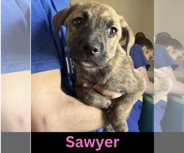 Medium Photo #1 Mutt Puppy For Sale in The Woodlands, TX, USA