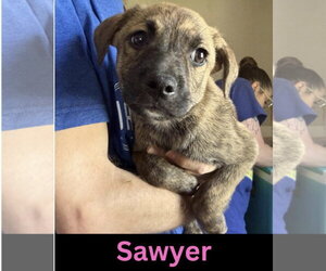 Mutt Dogs for adoption in The Woodlands, TX, USA