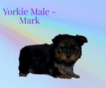 Small Photo #3 Yorkshire Terrier Puppy For Sale in AZLE, TX, USA