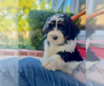 Small #2 Bernedoodle (Miniature)