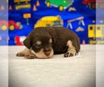 Image preview for Ad Listing. Nickname: winston