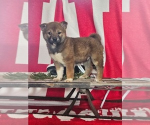 Shiba Inu Puppy for sale in LIGONIER, IN, USA
