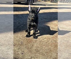 Cane Corso Puppy for sale in HESPERIA, CA, USA
