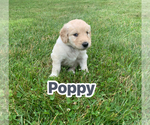 Small #12 Goldendoodle