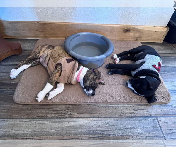 Medium Photo #6 American Staffordshire Terrier-Unknown Mix Puppy For Sale in Duluth, MN, USA