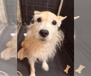 Mutt Dogs for adoption in New York, NY, USA