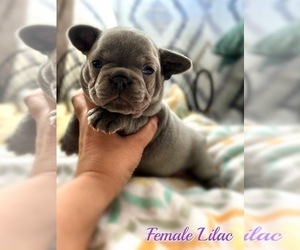 French Bulldog Puppy for sale in OJAI, CA, USA