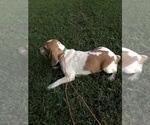 Small Photo #1 Beagle Puppy For Sale in NATHALIE, VA, USA
