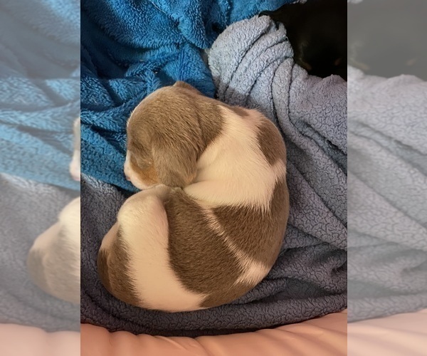 Medium Photo #4 Dachshund Puppy For Sale in LUBBOCK, TX, USA