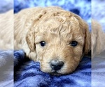 Puppy Puppy 5 Cavapoo (Miniature)