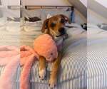 Small #19 Beagle Mix