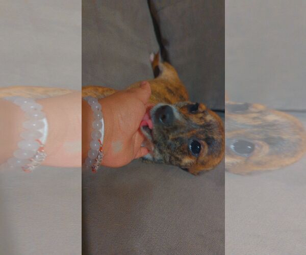 Medium Photo #4 Chihuahua Puppy For Sale in Miami, FL, USA