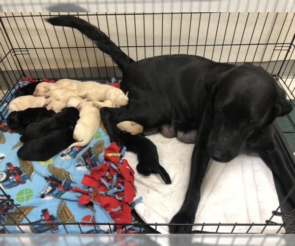 Medium Photo #5 Labrador Retriever Puppy For Sale in WILSONVILLE, OR, USA