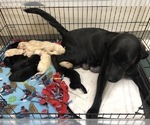 Small Photo #5 Labrador Retriever Puppy For Sale in WILSONVILLE, OR, USA
