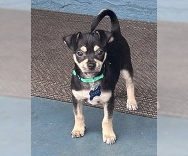 Medium Photo #2 Chihuahua-Unknown Mix Puppy For Sale in Corona, CA, USA