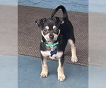 Small #1 Chihuahua Mix