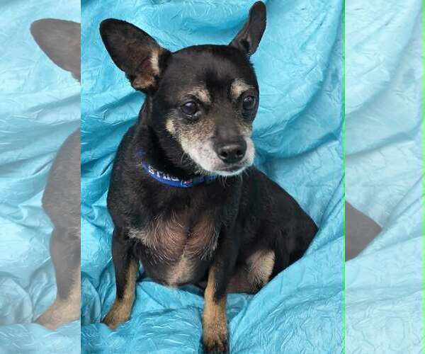 Medium Photo #1 Rat-Cha Puppy For Sale in Cuba, NY, USA