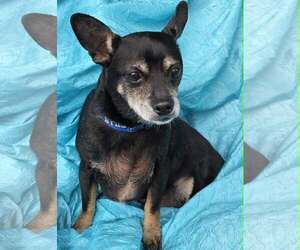 Rat-Cha Dogs for adoption in Cuba, NY, USA