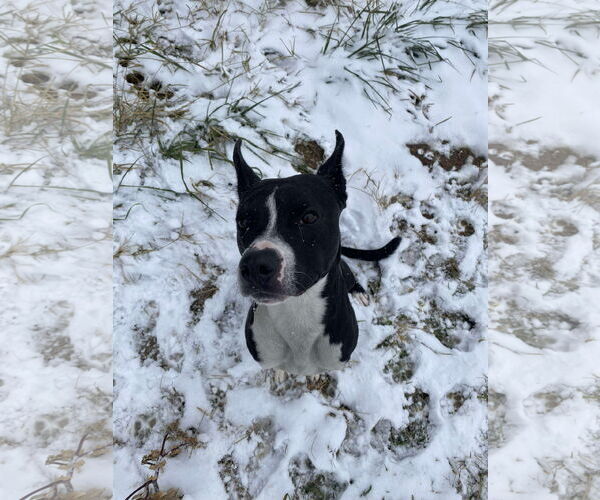Medium Photo #10 American Pit Bull Terrier-Unknown Mix Puppy For Sale in Germantown, OH, USA