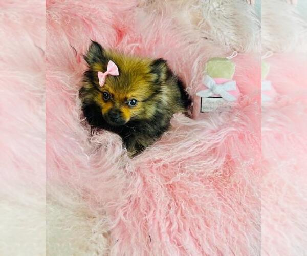 Medium Photo #19 Pomeranian Puppy For Sale in FT LAUDERDALE, FL, USA