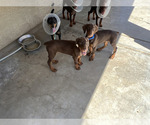 Small #7 Doberman Pinscher