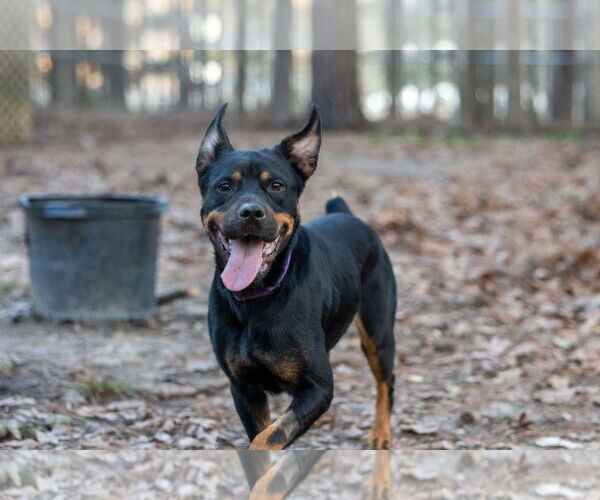 Medium Photo #6 Rottweiler Puppy For Sale in Aurora, OH, USA