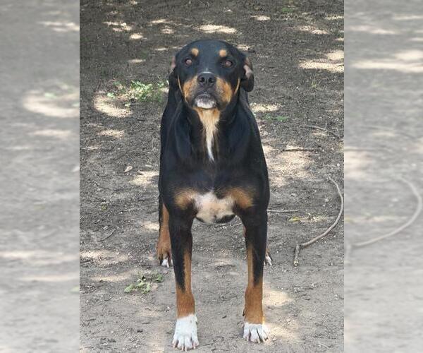 Medium Photo #1 Rottweiler-Unknown Mix Puppy For Sale in San Antonio, TX, USA