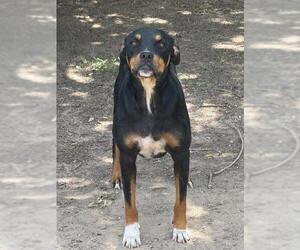 Rottweiler-Unknown Mix Dogs for adoption in San Antonio, TX, USA