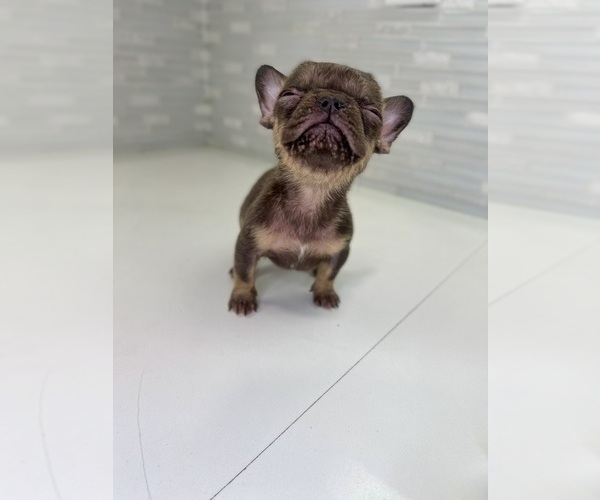 Medium Photo #12 French Bulldog Puppy For Sale in EASTVALE, CA, USA