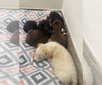 Small #3 Labrador Retriever Mix