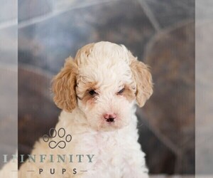 Poodle (Miniature) Puppy for Sale in MILL HALL, Pennsylvania USA