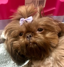 Mother of the Shih Tzu puppies born on 01/05/2019