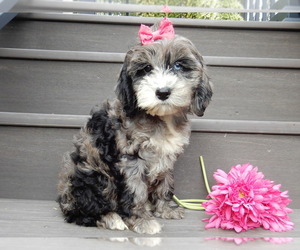 Cockapoo Puppy for sale in MILLERSBURG, OH, USA