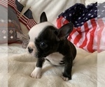 Small Photo #4 French Bulldog Puppy For Sale in JOHNS ISLAND, SC, USA