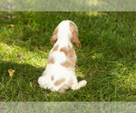 Small #5 Cocker Spaniel