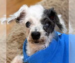 Small #4 Poodle (Toy) Mix