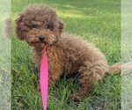 Small Photo #1 Poodle (Miniature) Puppy For Sale in ROSEMEAD, CA, USA