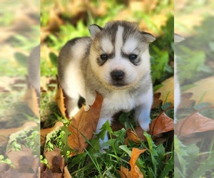 Siberian Husky Puppy for sale in KANSAS CITY, MO, USA