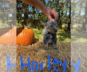 Australian Cattle Dog Puppy for sale in WESTMORELAND, NY, USA