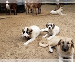 Small Photo #13 Anatolian Shepherd-Maremma Sheepdog Mix Puppy For Sale in LECANTO, FL, USA