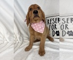 Small #4 Golden Retriever