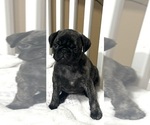 Small Photo #32 Pug Puppy For Sale in TROY, MO, USA