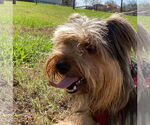 Small #1 Mutt