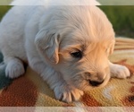 Small Photo #29 English Cream Golden Retriever Puppy For Sale in WOOSTER, OH, USA