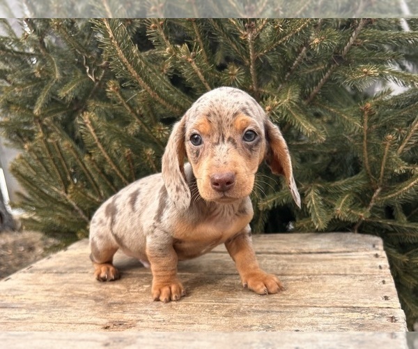 Medium Photo #3 Dachshund Puppy For Sale in MIDDLEBURY, IN, USA
