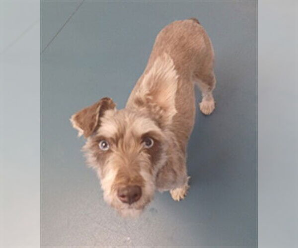 Medium Photo #1 Miniature Schnauzer-Unknown Mix Puppy For Sale in Fort Collins, CO, USA