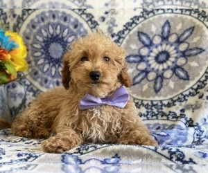 Poodle (Toy) Puppy for sale in LANCASTER, PA, USA