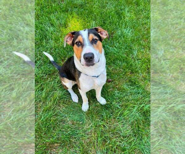 Medium Photo #41 Retriever -Unknown Mix Puppy For Sale in New York, NY, USA