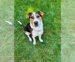 Small #40 Retriever  Mix