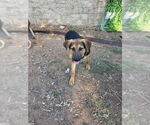 Small #3 Mutt